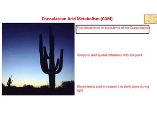 Crassulacean Acid Metabolism (CAM)
Temporal and spatial difference with C4 plant
Stores malic acid in vacuole ( in dark) uses during
light
First discovered in succulents of the Crassulaceae
 