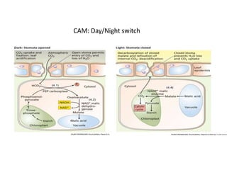 CAM: Day/Night switch
 