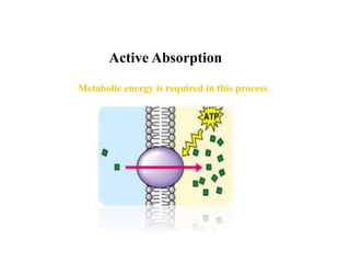 Active Absorption
Metabolic energy is required in this process
 