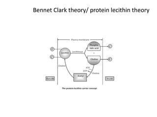 Bennet Clark theory/ protein lecithin theory
 
