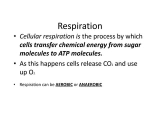 Respiration
• Cellular respiration is the process by which
cells transfer chemical energy from sugar
molecules to ATP molecules.
• As this happens cells release CO2 and use
up O2
• Respiration can be AEROBIC or ANAEROBIC
 