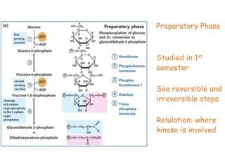 Preparatory Phase
Studied in 1st
semester
See reversible and
irreversible steps
Relulation: where
kinase is involved
 
