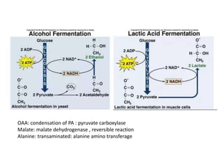 OAA: condensation of PA : pyruvate carboxylase
Malate: malate dehydrogenase , reversible reaction
Alanine: transaminated: alanine amino transferage
 