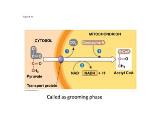 Figure 9.10
MITOCHONDRION
CYTOSOL CO Coenzyme A2
31
2
Acetyl CoAHNAD NADH +
Pyruvate
Transport protein
Called as grooming phase
 