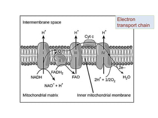 Electron
transport chain
 