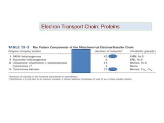 Electron Transport Chain: Proteins
 