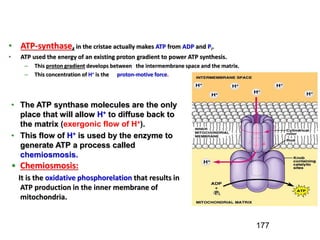 177
• Chemiosmosis:
It is the oxidative phosphorelation that results in
ATP production in the inner membrane of
mitochondria.
• The ATP synthase molecules are the only
place that will allow H+ to diffuse back to
the matrix (exergonic flow of H+).
• This flow of H+ is used by the enzyme to
generate ATP a process called
chemiosmosis.
• ATP-synthase, in the cristae actually makes ATP from ADP and Pi.
• ATP used the energy of an existing proton gradient to power ATP synthesis.
– This proton gradient develops between the intermembrane space and the matrix.
– This concentration of H+ is the proton-motive force.
 