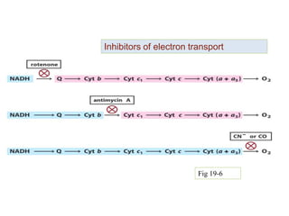 Inhibitors of electron transport
Fig 19-6
 
