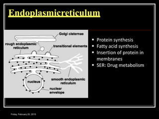 Friday, February 20, 2015
Endoplasmicreticulum
 Protein synthesis
 Fatty acid synthesis
 Insertion of protein in
membranes
 SER: Drug metabolism
 