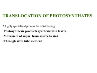 TRANSLOCATION OF PHOTOSYNTHATES
A highly specialized process for redistributing
•Photosynthesis products synthesized in leaves
•Movement of sugar from source to sink
•Through sieve tube element
 