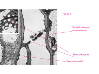 Sieve plate pore
Cell wall between
sieve elements
Companion cell
Fig. 10.5
 