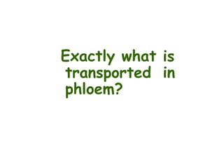 Exactly what is
intransported
phloem?
 