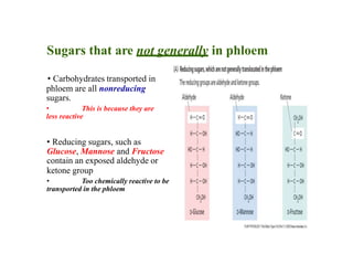 Sugars that are not generally in phloem
• Carbohydrates transported in
phloem are all nonreducing
sugars.
• This is because they are
less reactive
• Reducing sugars, such as
Glucose, Mannose and Fructose
contain an exposed aldehyde or
ketone group
• Too chemically reactive to be
transported in the phloem
 
