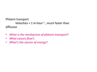 Phloem transport
Velocities ≈ 1 m hour-1 , much faster than
diffusion
• What is the mechanism of phloem transport?
• What causes flow?,
• What’s the source of energy?
 