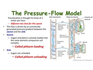 The Pressure-Flow Model
Translocation is thought to move at 1
meter per hour
– Diffusion too slow for this speed
• The flow is driven by an osmotically
generated pressure gradient between the
source and the sink.
• Source
– Sugars (red dots) is actively loaded into
the sieve element-companion cell
complex
• Called phloem loading
• Sink
– Sugars are unloaded
• Called phloem unloading
 
