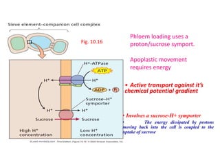 Fig. 10.16
Phloem loading uses a
proton/sucrose symport.
Apoplastic movement
requires energy
• Active transport against it’s
chemical potential gradient
• Involves a sucrose-H+ symporter
• The energy dissipated by protons
moving back into the cell is coupled to the
uptake of sucrose
 