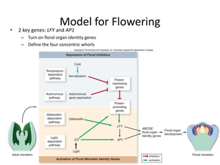 Model for Flowering
• 2 key genes: LFY and AP1
– Turn on floral organ identity genes
– Define the four concentric whorls
• Sepal, petal, stamen, and carpel
201
 