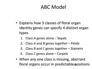 ABC Model
• Explains how 3 classes of floral organ
identity genes can specify 4 distinct organ
types
1. Class A genes alone – Sepals
2. Class A and B genes together – Petals
3. Class B and C genes together – Stamens
4. Class C genes alone – Carpels
• When any one class is missing, aberrant
floral organs occur in predictable positions202
 