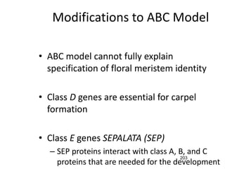 Modifications to ABC Model
• ABC model cannot fully explain
specification of floral meristem identity
• Class D genes are essential for carpel
formation
• Class E genes SEPALATA (SEP)
– SEP proteins interact with class A, B, and C
proteins that are needed for the development
203
 