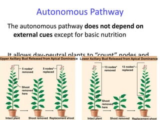 204
Autonomous Pathway
The autonomous pathway does not depend on
external cues except for basic nutrition
It allows day-neutral plants to “count” nodes and
“remember” node location
Upper Axillary Bud Released from Apical Dominance Lower Axillary Bud Released from Apical Dominance
Intact plant Shoot removed Replacement shoot
Shoot
removed
here
5 nodes*
removed
5 nodes*
replaced
Intact plant Shoot removed Replacement shoot
Shoot
removed
here
13 nodes*
removed
13 nodes*
replaced
 