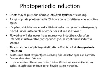 Photoperiodic induction
• Plants may require one or more inductive cycles for flowering.
• An appropriate photoperiod in 24 hours cycle constitutes one inductive
cycle.
• If a plant which has received sufficient inductive cycles is subsequently
placed under unfavorable photoperiods, it will still flower.
• Flowering will also occur if a plant receives inductive cycles after
intervals of unfavorable photoperiods (i.e., discontinuous inductive
cycles.)
• This persistence of photoperiodic after effect is called photoperiodic
induction.
• Xanthium (a short day plant) requires only one inductive cycle and normally
flowers after about 64-days.
• It can be made to flower even after 13 days if it has received 4-8 inductive
cycles. In such cases the number of flowers is also increased.
 