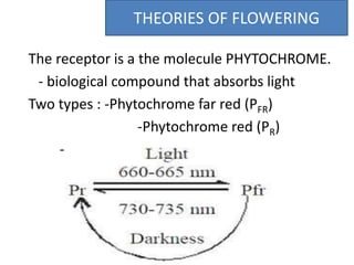 The receptor is a the molecule PHYTOCHROME.
- biological compound that absorbs light
Two types : -Phytochrome far red (PFR)
-Phytochrome red (PR)
- interconvertible
PhotochromeTHEORIES OF FLOWERING
 