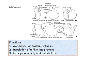 Lake’s model
Functions:
1. Workhouse for protein synthesis
2. Translation of mRNA into proteins
3. Participate in fatty acid metabolism
 