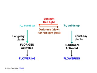 Sunlight
Red light
Darkness (slow)
Far red light (fast)
PFR builds up
Long-day
plants
FLOWERING
FLORIGEN
Activated
PR builds up
Short-day
plants
FLORIGEN
Activated
FLOWERING
© 2016 Paul Billiet ODWS
 