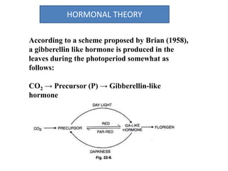 HORMONAL THEORY
According to a scheme proposed by Brian (1958),
a gibberellin like hormone is produced in the
leaves during the photoperiod somewhat as
follows:
CO2 → Precursor (P) → Gibberellin-like
hormone
 