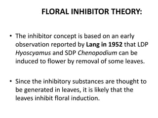 FLORAL INHIBITOR THEORY:
• The inhibitor concept is based on an early
observation reported by Lang in 1952 that LDP
Hyoscyamus and SDP Chenopodium can be
induced to flower by removal of some leaves.
• Since the inhibitory substances are thought to
be generated in leaves, it is likely that the
leaves inhibit floral induction.
 