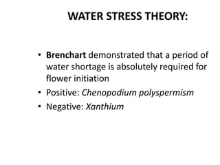 WATER STRESS THEORY:
• Brenchart demonstrated that a period of
water shortage is absolutely required for
flower initiation
• Positive: Chenopodium polyspermism
• Negative: Xanthium
 