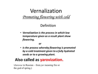 Vernalization
Promoting flowering with cold
Also called as yarovization.
•Jarovoe in Russian – from jar meaning fire or
the god of spring.)
 