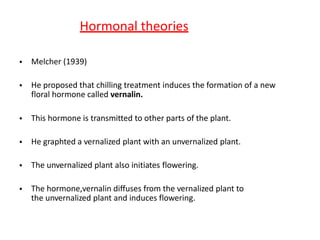 Hormonal theories
• Melcher (1939)
• He proposed that chilling treatment induces the formation of a new
floral hormone called vernalin.
• This hormone is transmitted to other parts of the plant.
• He graphted a vernalized plant with an unvernalized plant.
• The unvernalized plant also initiates flowering.
• The hormone,vernalin diffuses from the vernalized plant to
the unvernalized plant and induces flowering.
 