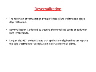 Devernalization
• The reversion of vernalization by high temperature treatment is called
devernalization.
• Devernalization is effected by treating the vernalized seeds or buds with
high temperature.
• Lang et al (1957) demonstrated that application of gibberlins can replace
the cold treatment for vernalization in certain biennial plants.
 