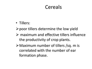 Cereals
• Tillers:
poor tillers determine the low yield
 maximum and effective tillers influence
the productivity of crop plants.
Maximum number of tillers /sq. m is
correlated with the number of ear
formation phase.
 