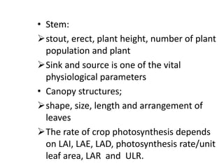 • Stem:
stout, erect, plant height, number of plant
population and plant
Sink and source is one of the vital
physiological parameters
• Canopy structures;
shape, size, length and arrangement of
leaves
The rate of crop photosynthesis depends
on LAI, LAE, LAD, photosynthesis rate/unit
leaf area, LAR and ULR.
 