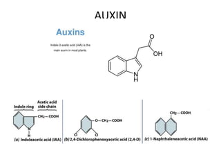 AUXIN
 