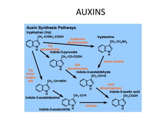 AUXINS
 