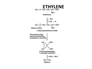 ETHYLENE
 