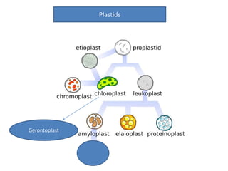 Plastids
Gerontoplast
 