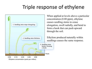 Triple response of ethylene
When applied at levels above a particular
concentration (0.80 ppm), ethylene
causes seedling stems to cease
elongation, swell radially, and bend to
form a hook that can push upward
through the soil.
Ethylene produced naturally within
seedlings causes the same response.
 