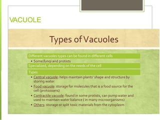VACUOLE
 