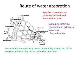 Route of water absorption
Apoplast: is continuous
system of cell wall and
intercellular space
Symplast; continious
connection of cytoplasm
known as
plasmodesmata.
In transmembrane pathway water sequentially enters the cell on
one side and exits the cell on other side and so on.
 