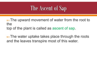  The upward movement of water from the root to
the
top of the plant is called as ascent of sap.
 The water uptake takes place through the roots
and the leaves transpire most of this water.
 