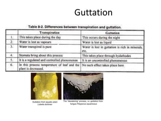Guttation
 