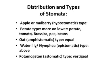 Distribution and Types
of Stomata:
• Apple or mulberry (hypostomatic) type:
• Potato type: more on lower: potato,
tomato, Brassica, pea, beans
• Oat (amphistomatic) type: equal
• Water lily/ Nymphea (epistomatic) type:
above
• Potamogeton (astomatic) type: vestigeal
 