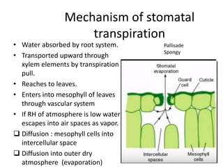 Mechanism of stomatal
transpiration
• Water absorbed by root system.
• Transported upward through
xylem elements by transpiration
pull.
• Reaches to leaves.
• Enters into mesophyll of leaves
through vascular system
• If RH of atmosphere is low water
escapes into air spaces as vapor.
 Diffusion : mesophyll cells into
intercellular space
 Diffusion into outer dry
atmosphere (evaporation)
Pallisade
Spongy
 