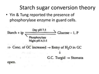 Starch sugar conversion theory
• Yin & Tung reported the presence of
phosphorylase enzyme in guard cells.
 