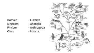 Introduction to entomology | PPTX