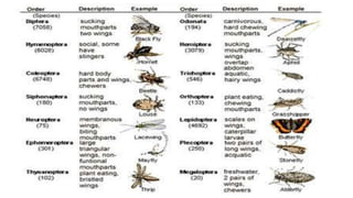 Introduction to entomology | PPTX